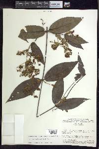 Banisteriopsis laevifolia image