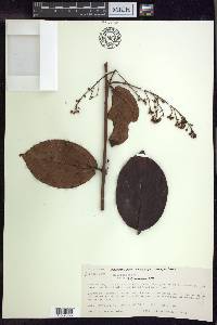 Banisteriopsis grandifolia image