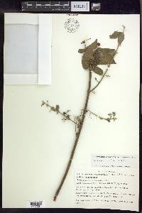Banisteriopsis confusa image