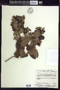 Banisteriopsis laevifolia image