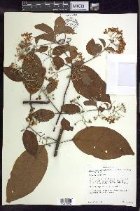 Banisteriopsis membranifolia image