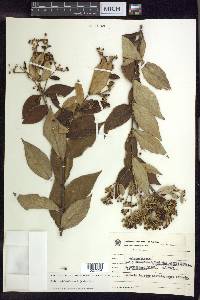 Banisteriopsis laevifolia image