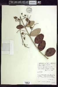 Banisteriopsis gardneriana image