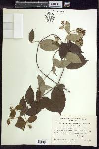 Banisteriopsis laevifolia image