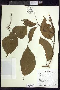 Banisteriopsis caapi image