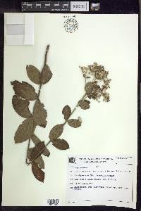 Banisteriopsis campestris image