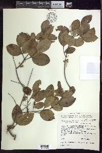 Banisteriopsis malifolia image