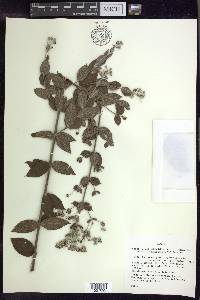 Banisteriopsis campestris image