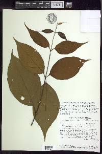 Banisteriopsis caapi image