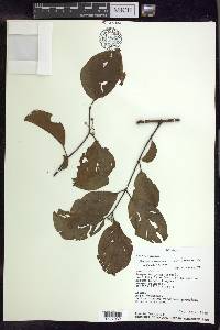 Banisteriopsis caapi image