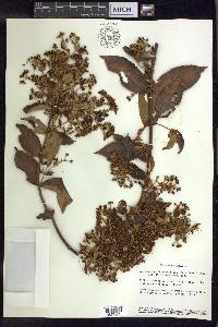 Banisteriopsis laevifolia image