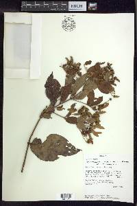 Banisteriopsis laevifolia image