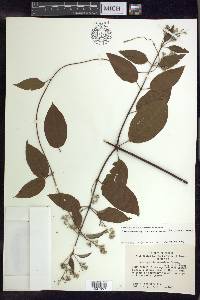 Banisteriopsis membranifolia image