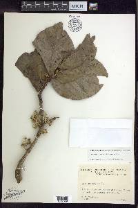 Banisteriopsis latifolia image