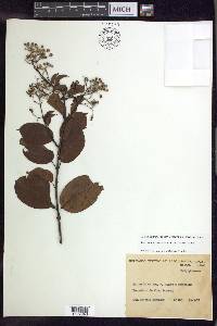 Banisteriopsis membranifolia image