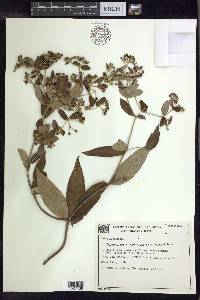 Banisteriopsis laevifolia image