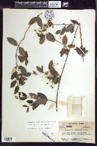 Banisteriopsis pauciflora image