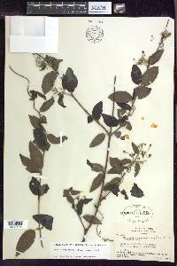 Banisteriopsis pauciflora image
