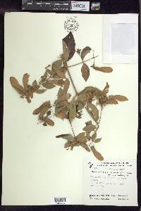 Banisteriopsis muricata image