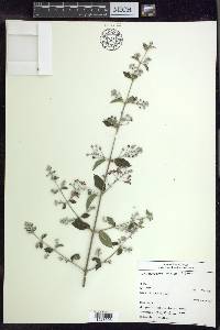 Banisteriopsis prancei image