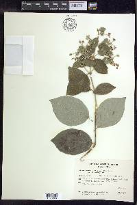 Banisteriopsis muricata image