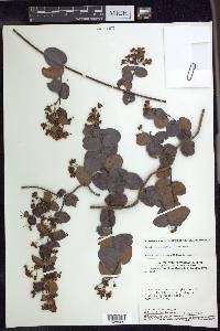 Banisteriopsis stellaris image