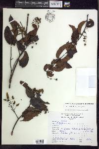 Banisteriopsis stellaris image