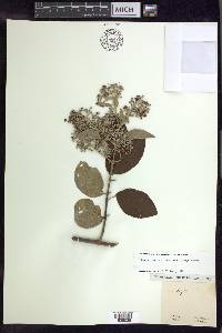 Banisteriopsis muricata image