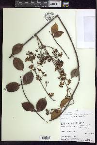 Banisteriopsis padifolia image