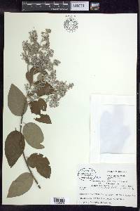 Banisteriopsis muricata image