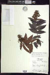 Banisteriopsis stellaris image