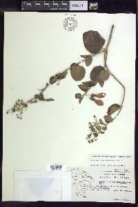 Banisteriopsis muricata image