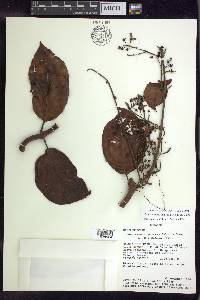 Banisteriopsis padifolia image