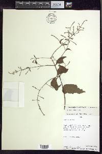 Banisteriopsis prancei image