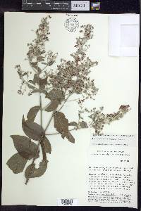 Banisteriopsis muricata image