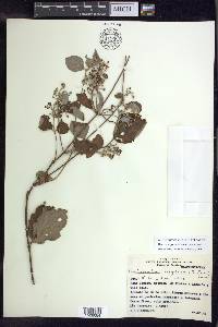 Banisteriopsis muricata image