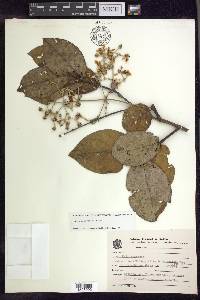 Banisteriopsis variabilis image