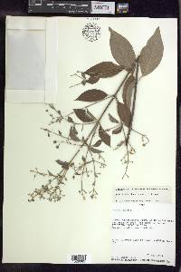 Banisteriopsis muricata image