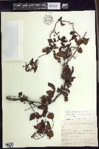 Banisteriopsis stellaris image