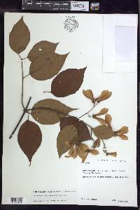 Banisteriopsis muricata image