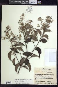 Banisteriopsis muricata image