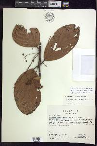 Banisteriopsis padifolia image