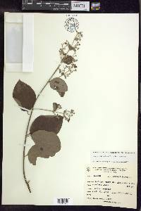 Banisteriopsis muricata image