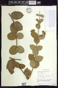 Banisteriopsis variabilis image