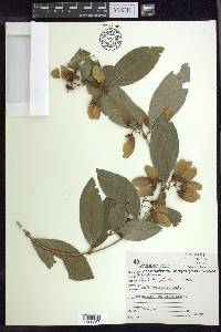 Heteropterys argyrophaea image