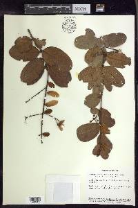 Heteropterys byrsonimifolia image