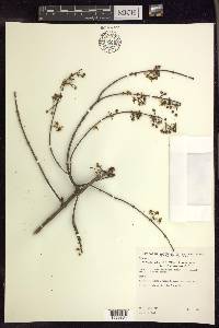 Heteropterys dumetorum image