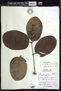 Heteropterys aureosericea image