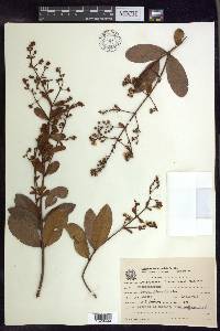 Heteropterys byrsonimifolia image