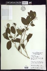 Heteropterys bicolor image